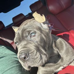 Cane Corso Puppies from KingWood Cane Corso