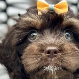 Cockapoos, Poodles, Yorkipoos, and Yorkshire Terriers from Top Notch Pupz