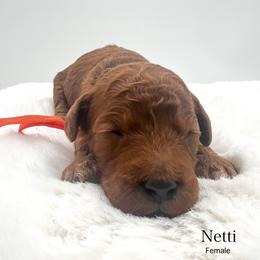 Netti - Red  female Goldendoodle puppy in Sunman, Indiana from Brunsman Country Doodles LLC
