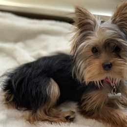 Yorkshire Terriers from Deserae's Yorkies