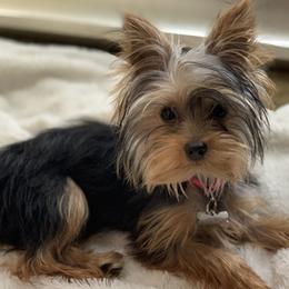 Yorkshire Terriers from Deserae's Yorkies