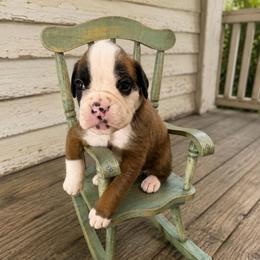 Quinn - Fawn female Boxer puppy in Abilene, Texas from L&L Euro Boxers and Small Town Shih Tzus