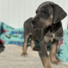 Boy 1 - Blue Great Dane puppy in Hutchinson, Kansas from Dappled Danes