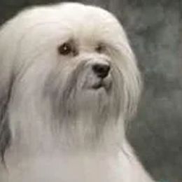 Havanese from Wyndward Havanese