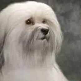 Havanese from Wyndward Havanese