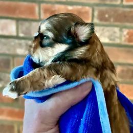 Rocco - Brindle and white male Shih Tzu puppy in Victorville, California from Precioustzus