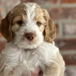 Boy 3 - Parti Goldendoodle puppy in Walker, Louisiana from Southern Oaks Goldendoodles