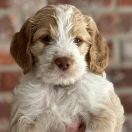 Boy 3 - Parti Goldendoodle puppy in Walker, Louisiana from Southern Oaks Goldendoodles