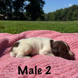 Walker - Black roan male German Shorthaired Pointer puppy in Axton, Virginia from Red Clay Kennels