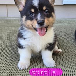 Purple - Black and tan female Pembroke Welsh Corgi puppy in Necedah, Wisconsin from The 6Ks Paws and Hobbies