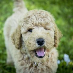 Goldendoodle and Labradoodle Puppies from Dessie's Doodles