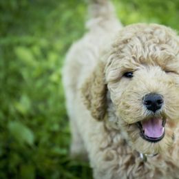 Goldendoodle and Labradoodle Puppies from Dessie's Doodles