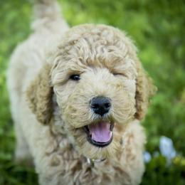 Goldendoodle and Labradoodle Puppies from Dessie's Doodles