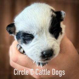 Girl 1 - Blue female Australian Cattle Dog puppy in Blackfoot, Idaho from Circle C Australian Cattle Dogs