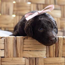 Juniper (Junie) - Chocolate female Labradoodle puppy in Stamford, Connecticut from Doodles of CT