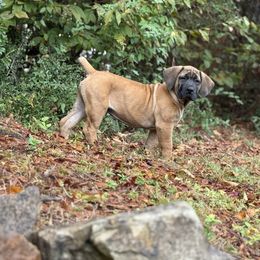 Blue collar - Brown male Boerboel puppy in Prattville, Alabama from Indian Ridge Boerboels