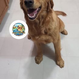 Reveille - Golden Retriever