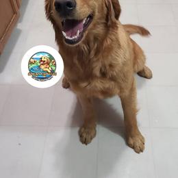 Reveille - Golden Retriever