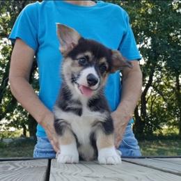 Buckwheat Little Rascals - Black and tan male Pembroke Welsh Corgi puppy in Redfield, Kansas from Owenby's Corgi's