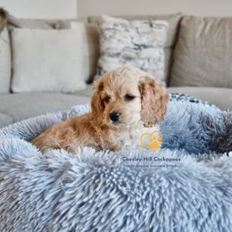 Cockapoo Puppies from Chesley Hill Cockapoos