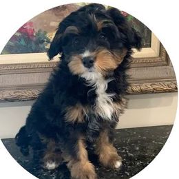 Brandi - Bernedoodle