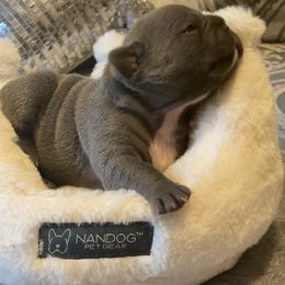 French Bulldog, Goldendoodle, and Golden Retriever Puppies from SoCalFamilyFrenchies, Doodles and more