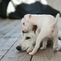 Jack Russell Terrier Puppies from Ground Force Jack Russell Terriers