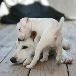 Jack Russell Terrier Puppies from Ground Force Jack Russell Terriers