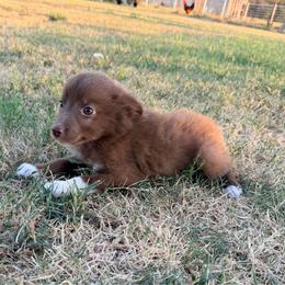 Maple - Red & white female Australian Shepherd puppy in Cushing, Oklahoma from Little Pastures Australian Shepherds