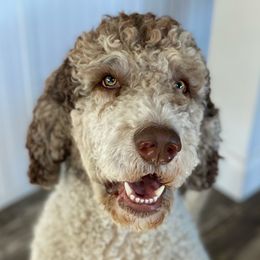 Ryder - Aussiedoodle