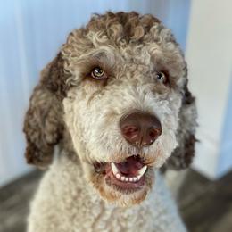 Ryder - Aussiedoodle