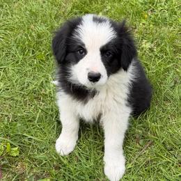 BECK - Black and white male Border Collie puppy in Lakeview, Michigan from Haven Creek Farm