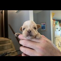 Brussels Griffon Puppies from Shelly's Brussels Griffons