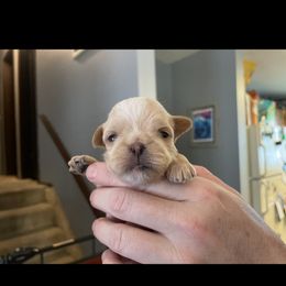 Brussels Griffon Puppies from Shelly's Brussels Griffons