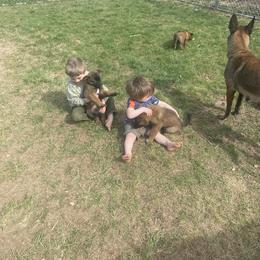 Belgian Malinois Puppies from Focused Obedient Belgian Malinois