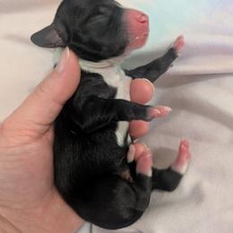 2 black piebald - Black male Dachshund puppy in Central Point, Oregon from MRS Long Dog Ranch