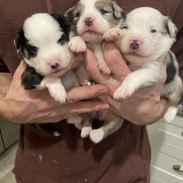 Miniature Australian Shepherd Puppies from Scearce breeders