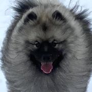 Ruckus - Keeshond