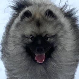 Ruckus - Keeshond