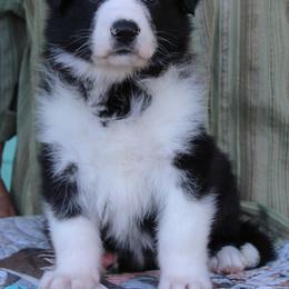Blue color male - Panda male German Shepherd puppy in Yakima, Washington from Bahr-S German Shepherds