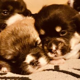 Pembroke Welsh Corgi Puppies from Boehm’s Pembroke corgis