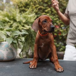 Rhodesian Ridgeback Puppies from African Legends Rhodesian Ridgebacks