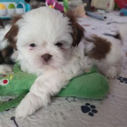 Gini - Red and white female Shih Tzu puppy in Filer, Idaho from Shih Tzu Kennels