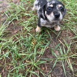 Blue collar - Dapple female Dachshund puppy in Eustis, Florida from K8’s Dachshunds