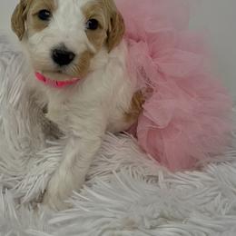 Pink Female - Parti female Goldendoodle puppy in Great Falls, Montana from Montana Goldendoodles