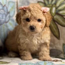 Susy - Apricot female Maltipoo puppy in Bakersfield, California from Silvia's Maltipoos
