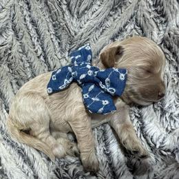 Bell - Cream female Goldendoodle puppy in Ankeny, Iowa from Iowadoodles2love