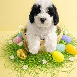 Ollie - Black white and tan male Cockapoo puppy in Crosby, Texas from Painted Rose Poodles and Doodles