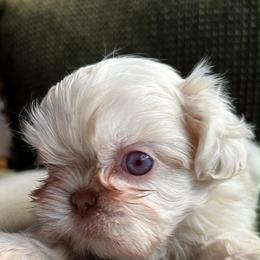 Princess - White female Shih Tzu puppy in Monrovia, California from Sunrise Shihtzu Blossom