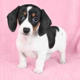 Ellie - Piebald female Dachshund puppy in Milroy, Pennsylvania from Not Your Average Weiner
